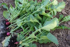 Pyttesmå rädisor med stor blast.