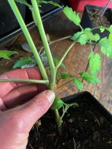 Närbild på planta med två tydliga skott, varav ett är sidoskott.