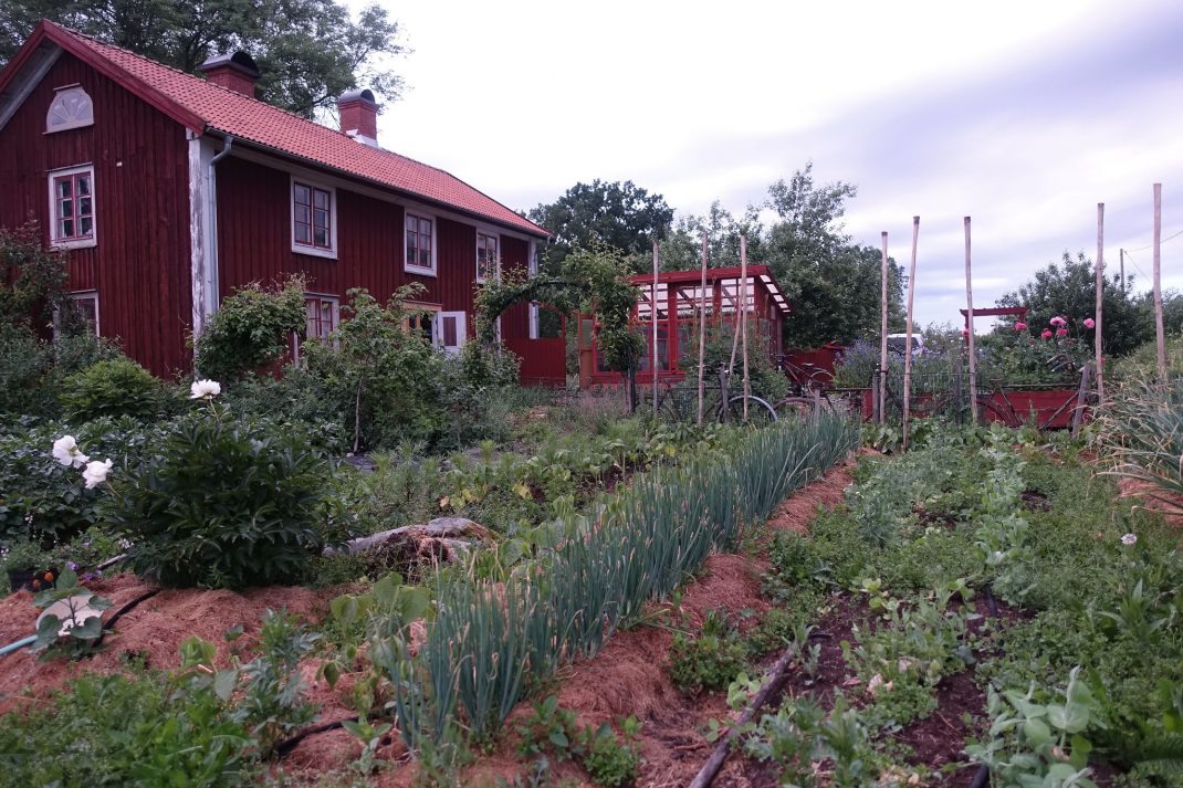 Köksträdgård i kvällsljus.