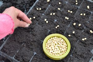 Närbild på fröer som sås.