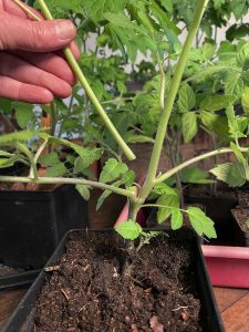 En stjälk har skurits bort från tomatplantan.