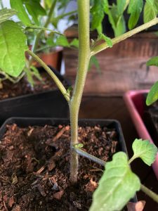 Närbild på tomatstjälk med små blad i bladvecken.