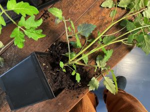 Tomatplanta ligger på ett bord, den har två toppar.