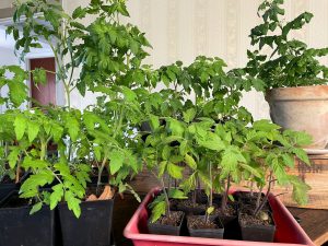 Tomatplantor uppradade på ett bord.