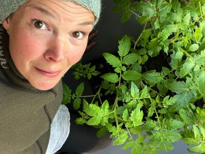 Sara bredvid gröna tomatplantor