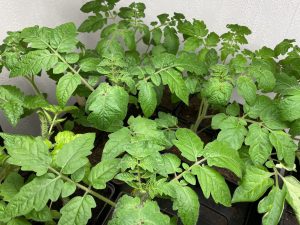 Massor av gröna tomatblad.