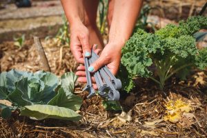 Delar av Gardenas startkit