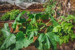 Zucchini i pallkrage