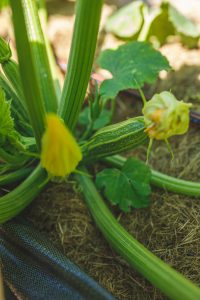 Zucchiniblommor