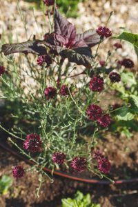Blåklint tillsammans med amarant