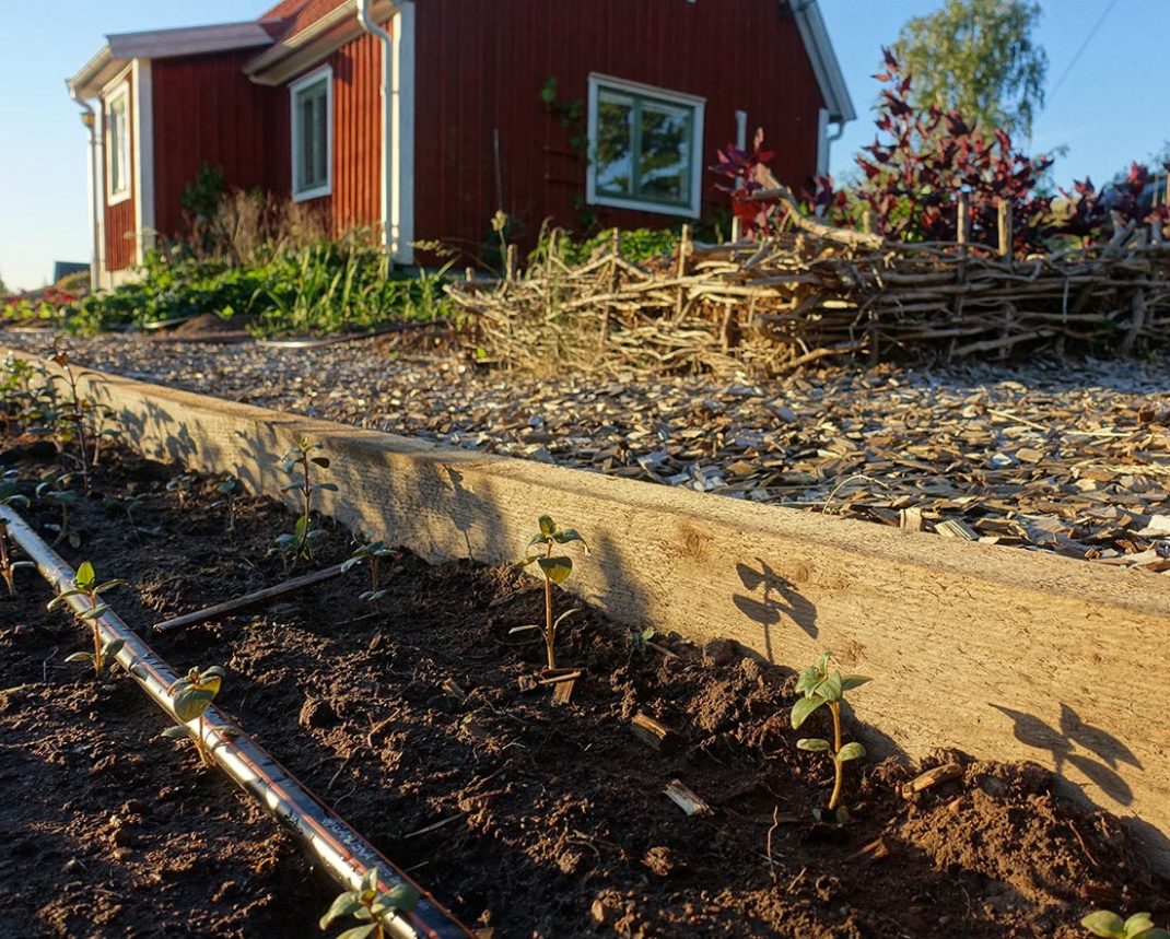 En odlingsyta med en kant av tjockt trä med bevattningsslang.