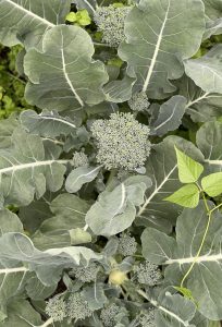 Tre broccoliplantor fotograferade ovanifrån.