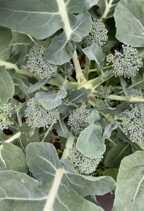 Närbild på en broccoliplanta.