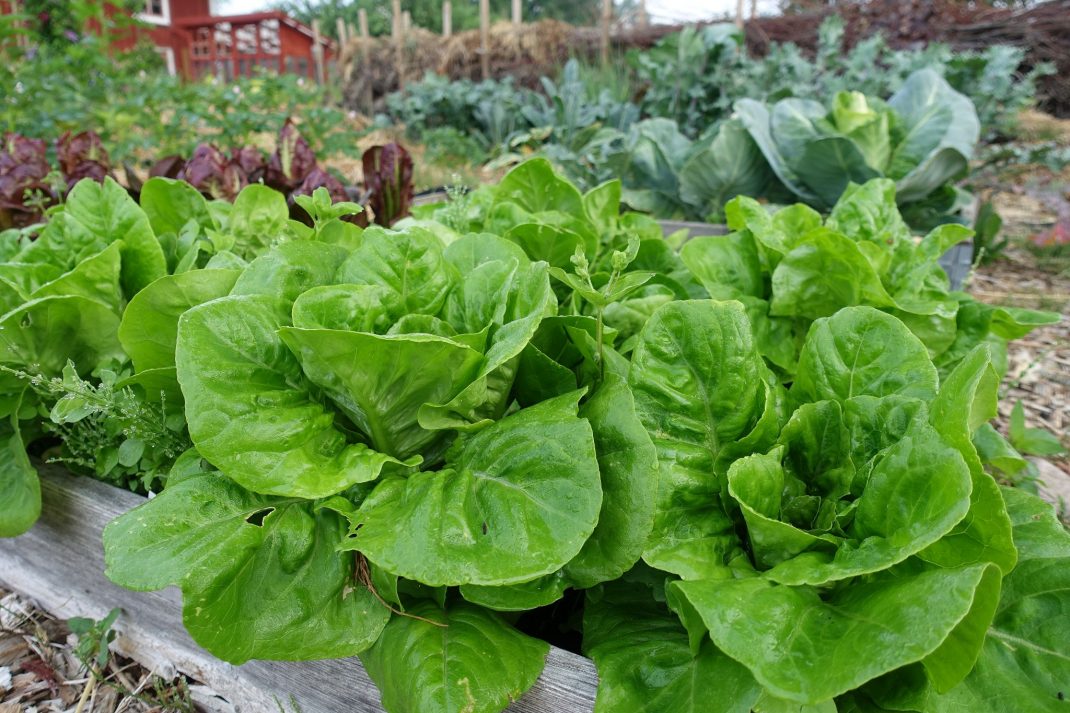 Ljusgröna huvuden av sallat. 