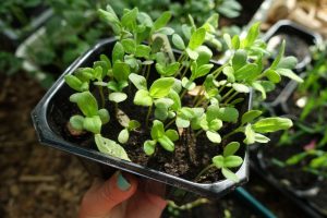 Ett svart tråg i plast med små plantor i.