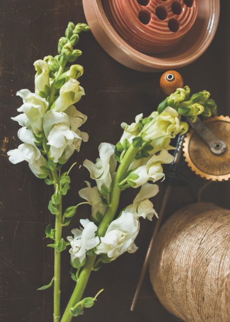 Vita lejongap som snittblomma