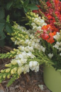 Lejongap för leverans till Astas blommor