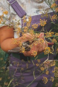 Bronsfänkål till snittblomma