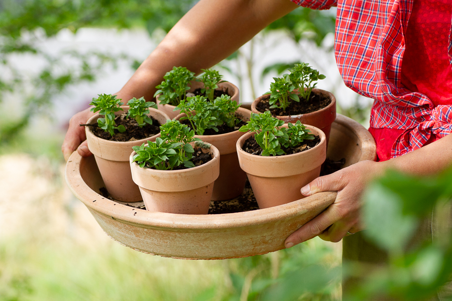 Små basilikaplantor nyplanterade i vackra lerkrukor.