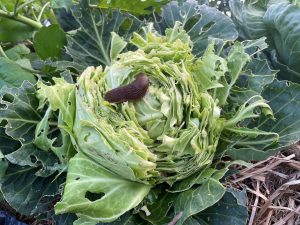 En halvt uppäten huvudkål med stor mördarsnigel på.