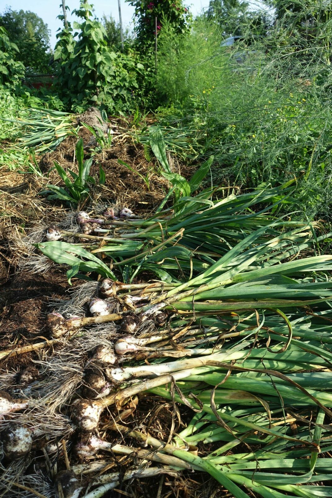 Övergripande bild på bädden med vitlök skördad ovanpå. 