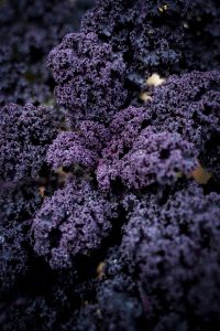 Mörkt lila kål med krusiga blad.