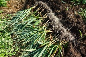 Vitlök med grön blast ligger i en hög.