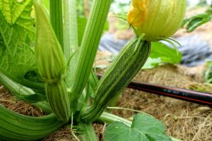 En grön squash på plantan.