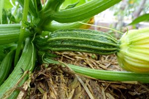 En liten squash på en stor planta.