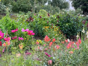 Blommande trädgård med färglada höga blommor i förgrunden.