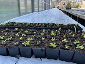 Ett tomt växthus med några få svarta krukor med plantor i.