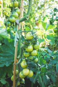 Tomater i upphöjda bäddar