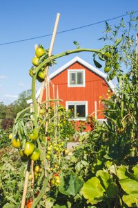 Toppad tomatplanta