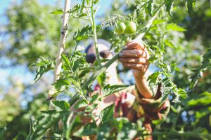 Sara beskär tomater