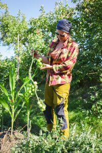 Sara beskär och toppar tomatplantor