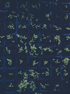 Nysådda sommarblommor på tillväxt.