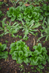 Samplantering av vintersallat