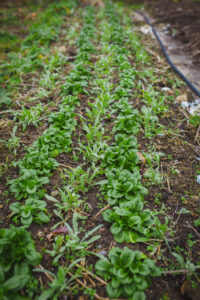 Vintersallat samplanterad