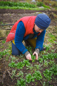 Skörda vintersallat