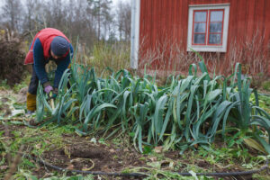 Purjolöksland på Skillnadens