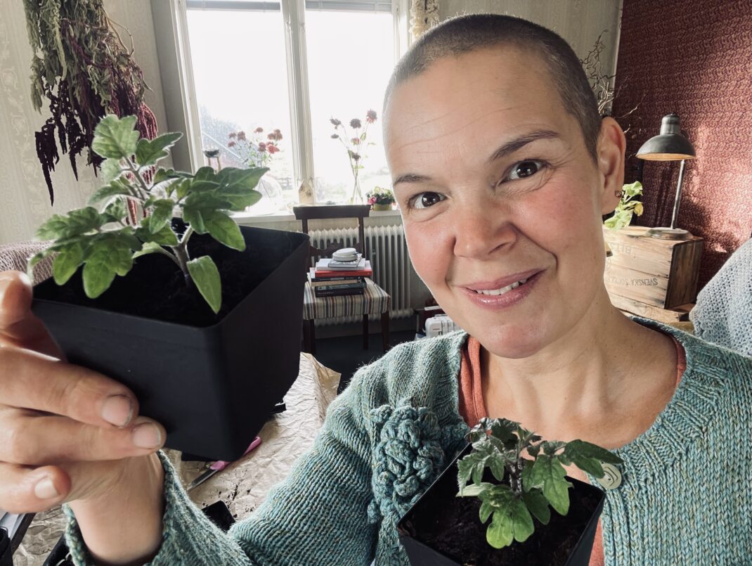 Sara visar upp två krukor med små tomatplantor.