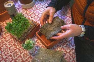 Odla ny krasse