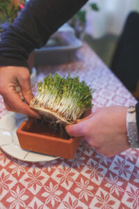 Krasse redo att ätas