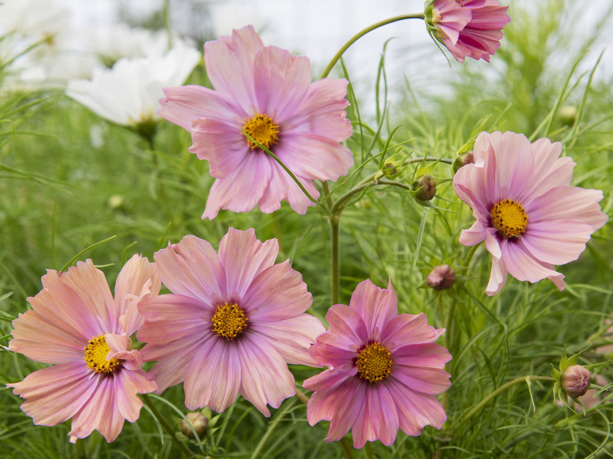 sarabackmo-rosenskara-apricotta