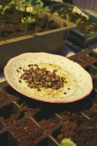 Nyttodjur i växthus