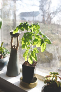 Tomatplanta som stått i fönstret