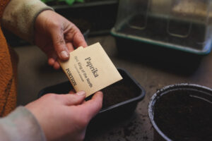 Frö från paprika