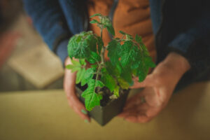 En mindre tomatplanta