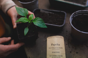 Paprikaplanta uppdriven i växthus