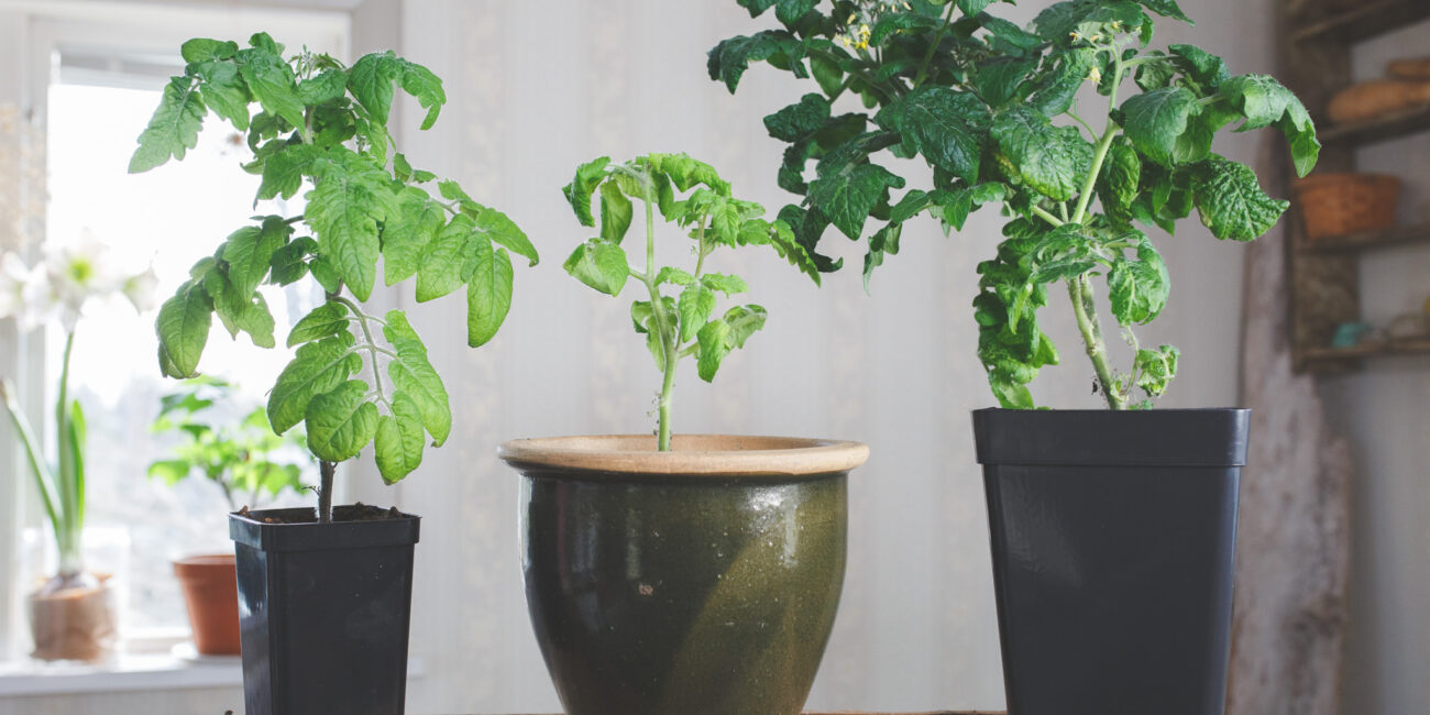 Olika storlekar på tomatplantor